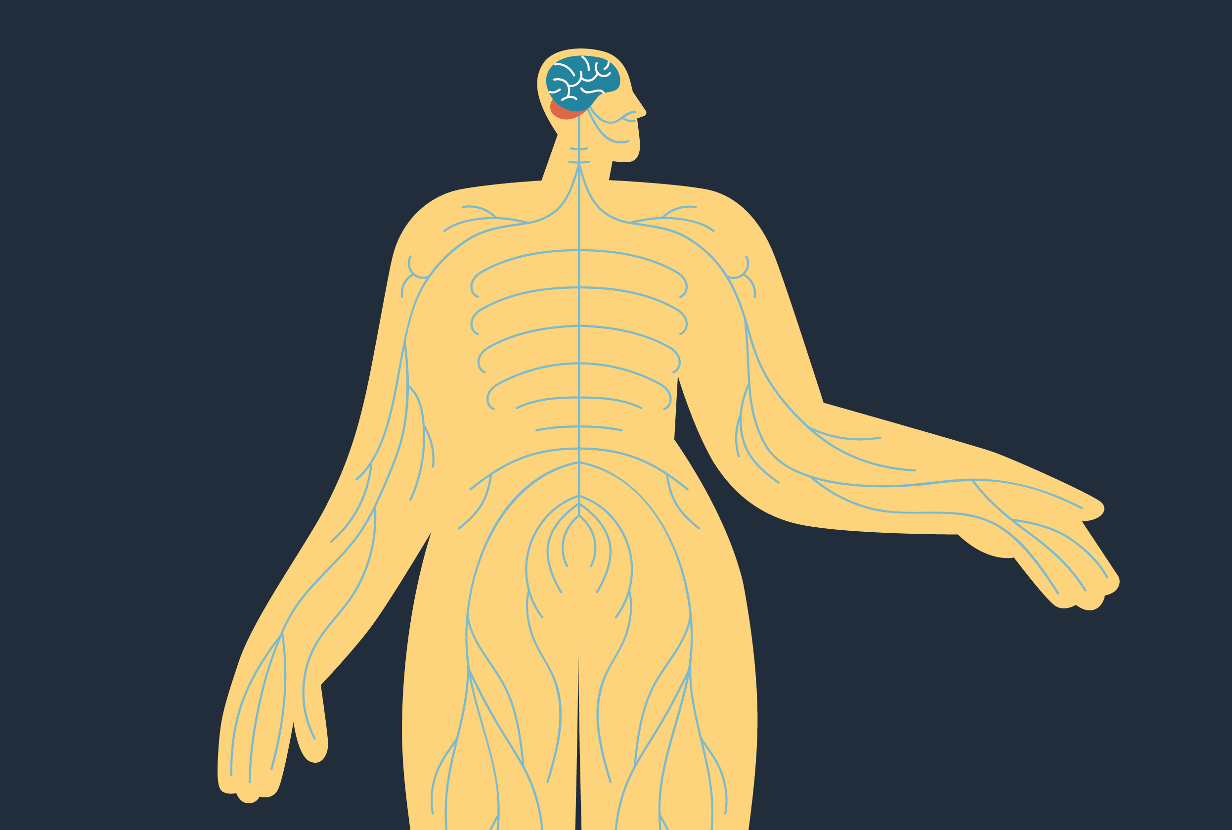 Ciało człowieka z wyróżnionym mózgiem i nerwem błędnym